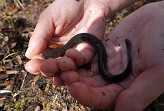 Siren lacertina