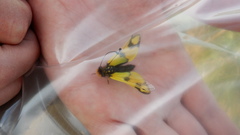 Libelloides macaronius