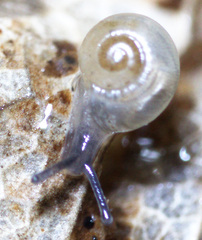 Striatura ferrea