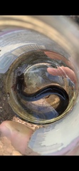 Siren lacertina