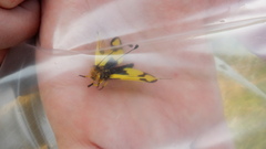 Libelloides macaronius