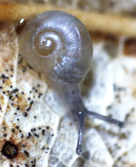 Striatura ferrea