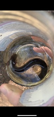 Siren lacertina