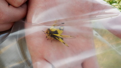 Libelloides macaronius