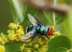Chrysomya marginalis