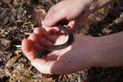 Siren lacertina