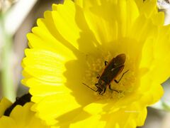 Melacoryphus lateralis