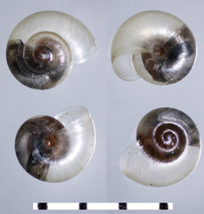 Striatura ferrea