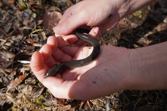 Siren lacertina