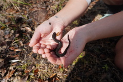 Siren lacertina