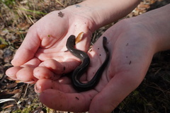 Siren lacertina