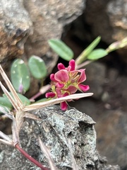 Alysicarpus vaginalis