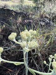Gnaphalieae