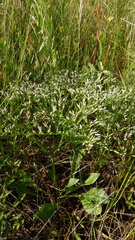 Goniolimon tataricum