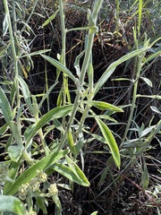 Gnaphalieae