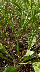 Goniolimon tataricum