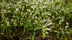 Goniolimon tataricum