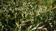 Goniolimon tataricum