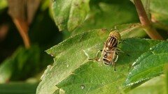 Eristalinus tabanoides