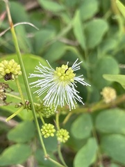 Mimosa ceratonia