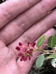 Alysicarpus vaginalis