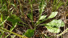 Goniolimon tataricum