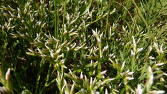Goniolimon tataricum