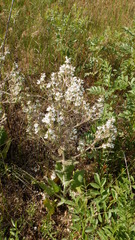 Salvia aethiopis