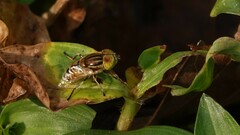 Eristalinus tabanoides