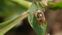 Eristalinus tabanoides