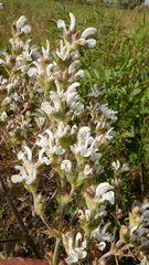 Salvia aethiopis