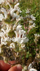Salvia aethiopis