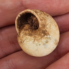 Sphincterochila
