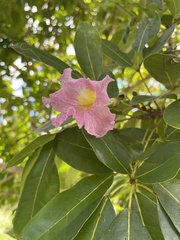Tabebuia