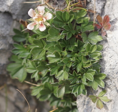 Potentilla caulescens