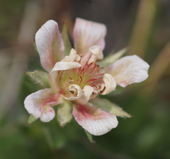 Potentilla caulescens