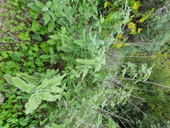 Salvia fruticosa