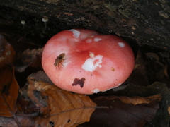 Russula