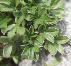 Potentilla caulescens