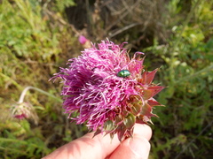 Cryptocephalus violaceus