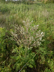 Salvia aethiopis