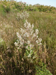 Salvia aethiopis
