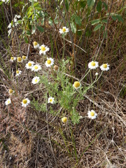 Anthemis ruthenica