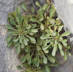 Globularia cordifolia