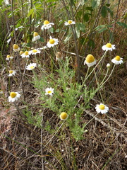 Anthemis ruthenica