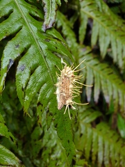 Akanthomyces