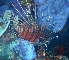 Pterois antennata