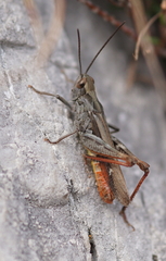 Chorthippus eisentrauti