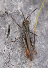 Chorthippus eisentrauti