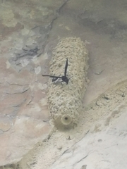 Brachymenes wagnerianus